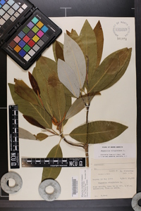 Magnolia virginiana image