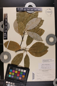 Magnolia virginiana image