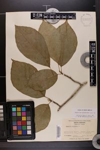 Magnolia acuminata image