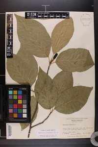 Magnolia acuminata image