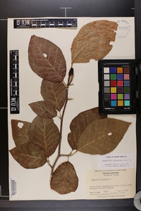 Magnolia acuminata image