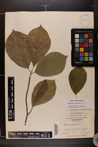 Magnolia acuminata image