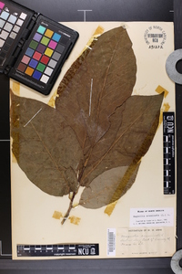 Magnolia acuminata image