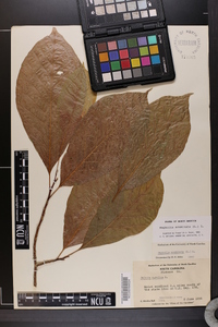 Magnolia acuminata image