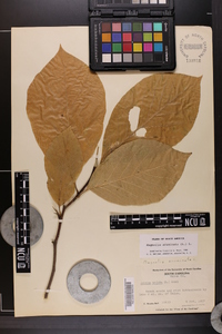 Magnolia acuminata image