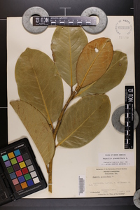 Magnolia grandiflora image