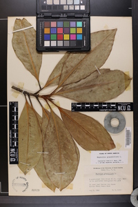 Magnolia grandiflora image