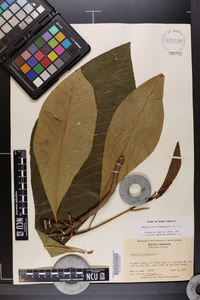 Magnolia tripetala image