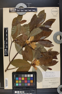 Magnolia virginiana image