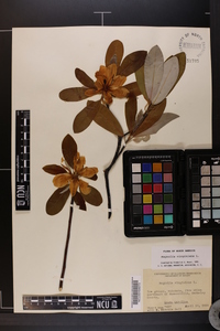 Magnolia virginiana image