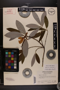 Magnolia virginiana image