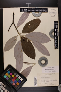 Magnolia virginiana image