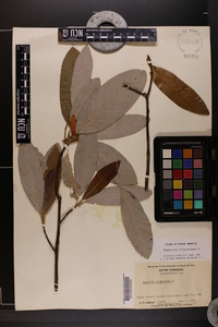 Magnolia virginiana image