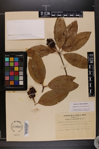 Magnolia virginiana image