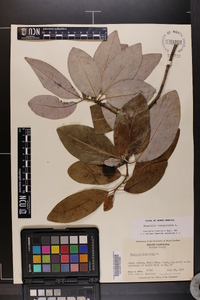 Magnolia virginiana image