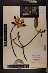 Magnolia virginiana image