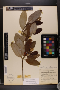 Magnolia virginiana image