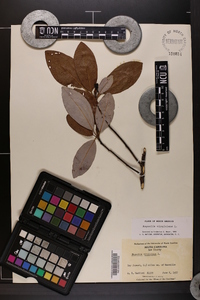 Magnolia virginiana image