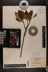 Magnolia virginiana image