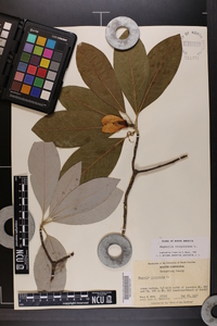 Magnolia virginiana image