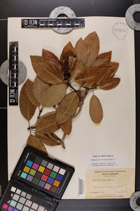 Magnolia virginiana image