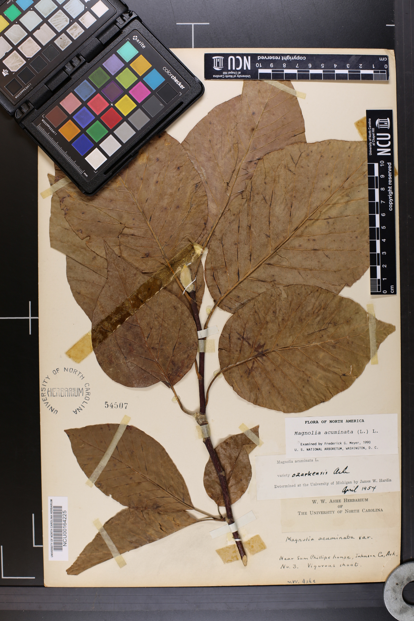 Magnolia acuminata var. ozarkensis image