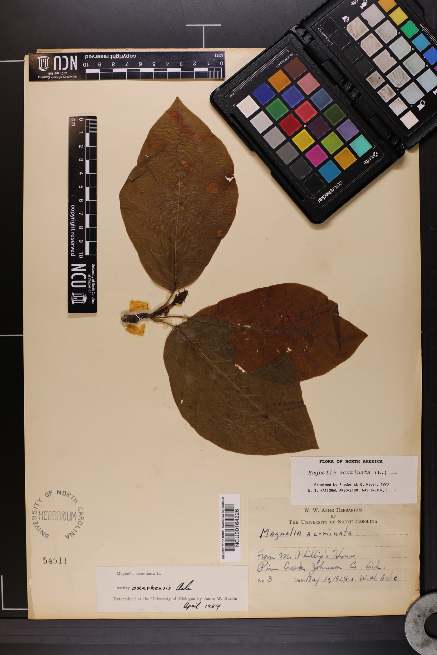 Magnolia acuminata var. ozarkensis image