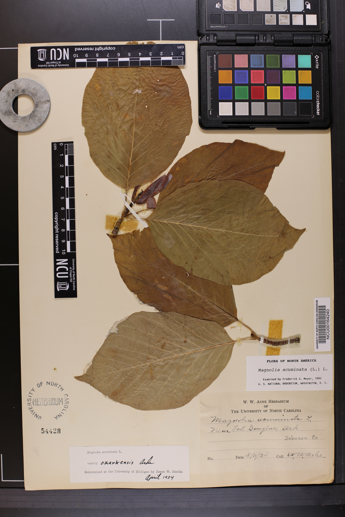 Magnolia acuminata var. ozarkensis image