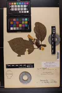 Magnolia acuminata var. ozarkensis image