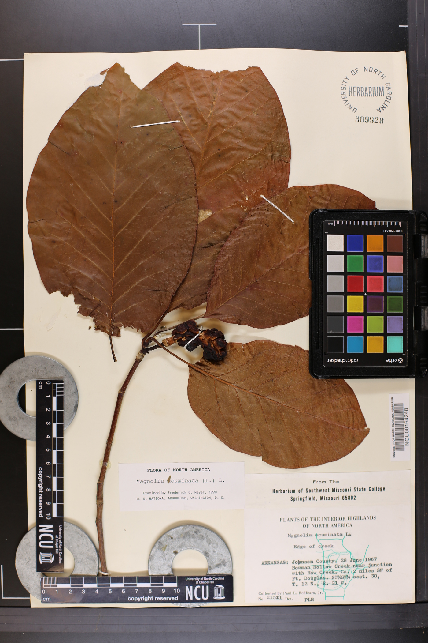 Magnolia acuminata var. ozarkensis image