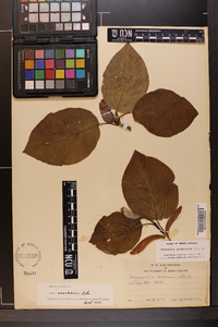 Magnolia acuminata var. ozarkensis image