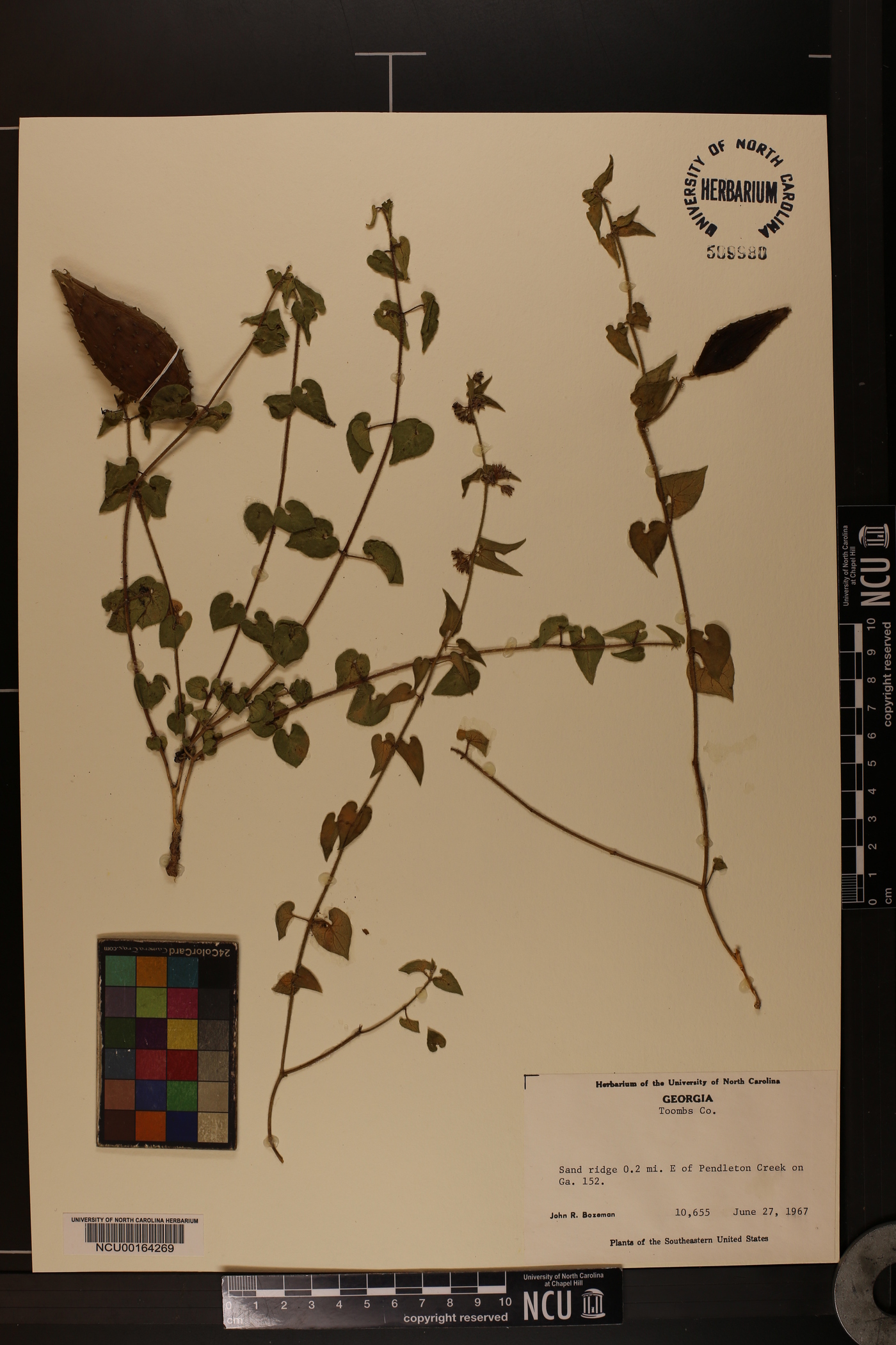 Chthamalia pubiflora image
