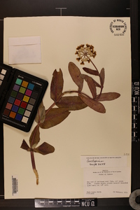 Asclepias glaucescens image