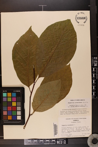 Magnolia acuminata image