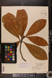 Magnolia acuminata image