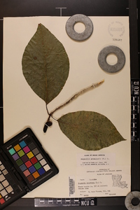 Magnolia acuminata image