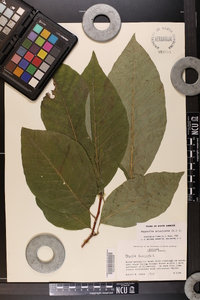 Magnolia acuminata image