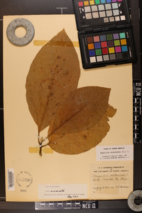 Magnolia acuminata image