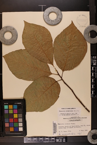 Magnolia acuminata image