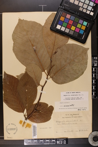 Magnolia acuminata image