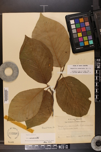 Magnolia acuminata image