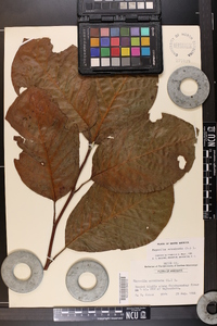 Magnolia acuminata image