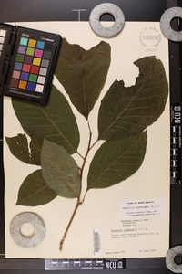 Magnolia acuminata image