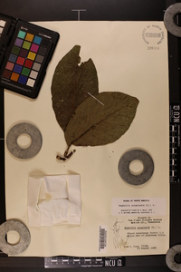 Magnolia acuminata image