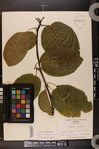 Magnolia acuminata image