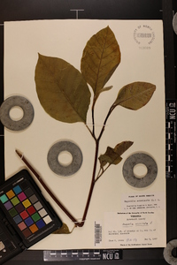 Magnolia acuminata image