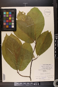 Magnolia acuminata image