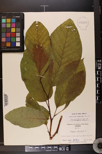 Magnolia acuminata image