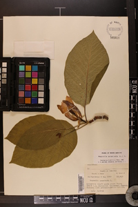 Magnolia acuminata image