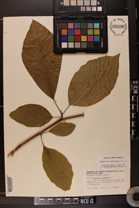 Magnolia acuminata image